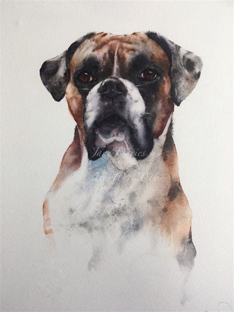 Pet Portrait Of A Boxer Dog In Watercolour By Artist Jane Davies