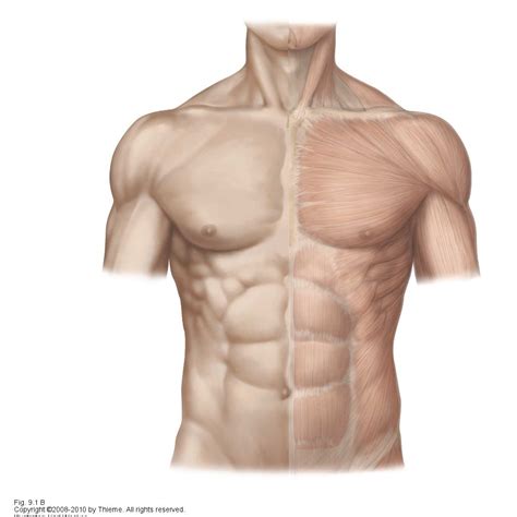 The back comprises the spine and spinal nerves, as well as several different muscle groups. Abs Muscle Anatomy Abdomen Muscle Anatomy - Human Anatomy ...
