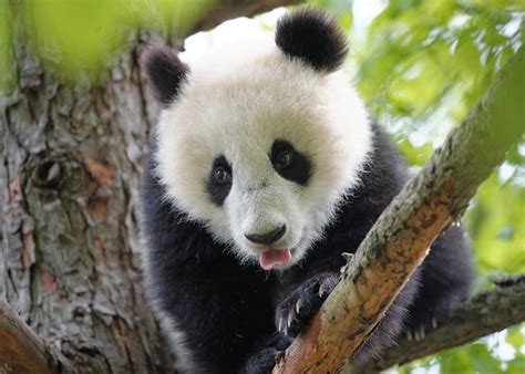 Panda Boy Fu Bao 07 May 2014 By Norbert Potensky Zoo Vienna