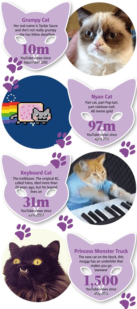 Download Famous Internet Cats Meme Infographic