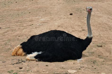 Wild Ostrich Stock Photo Image Of Camelus Struthio 31667008