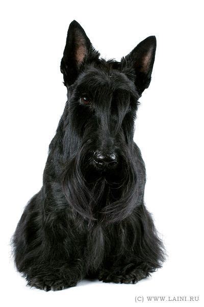 Lovely Black Scottie Baby Dogs Dogs And Puppies Doggies I Love Dogs