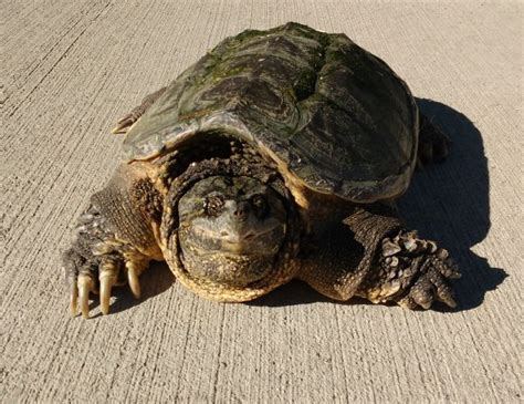 Common Snapping Turtle Chelydra Serpentina Picture Free Photograph