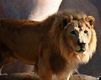 African Lion - ZooChat