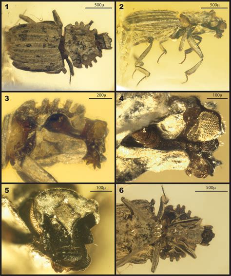 Photographs Of Holotype Specimen Smns Bu 162 From Cretaceous Burmese