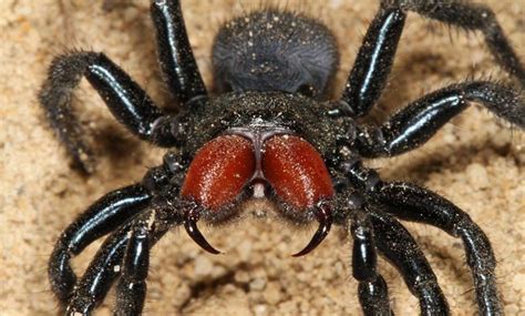 Trapdoor Spider