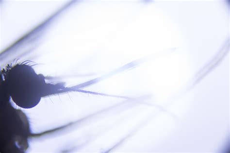Female Mosquito Under Microscope Stock Photo Download Image Now Istock