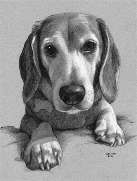 A Puppy Pet Portrait By Rita Kirkman Conte Pencil ~ 10 X 8 Inches Pet