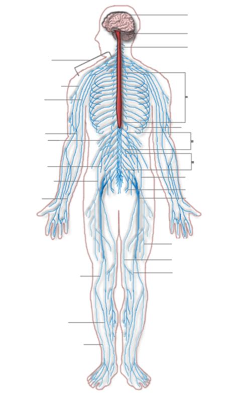 In biology, the nervous system is a highly complex part of an animal that coordinates its actions and sensory information by transmitting signals to and from different parts of its body. Peripheral Neuropathy: Causes, Symptoms, Diagnosis ...
