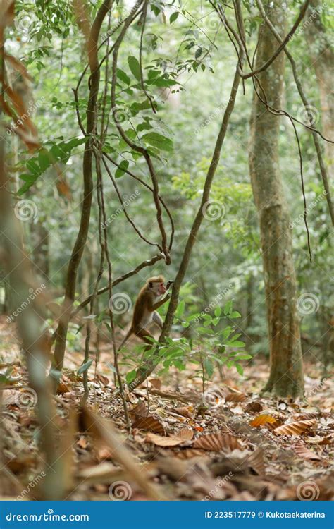 Monkey In The Jungle Natural Habitat Close Up Stock Image Image Of