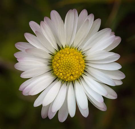 Common Daisy Common Daisy Bellis Perennis Flower Kwiat Flickr