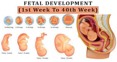 Fetal Developmental Timeline Timetoast Timelines