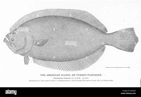 Turbot Flounder Black And White Stock Photos And Images Alamy