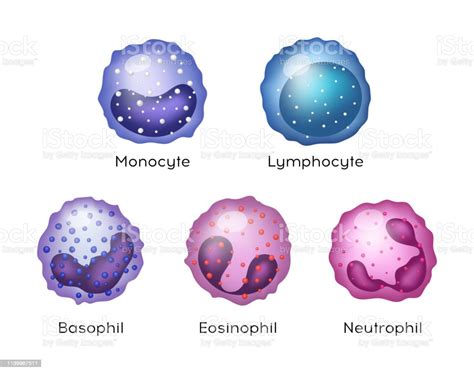 Illustration Of Monocyte Lymphocyte Eosinophil Neutrophil Basophil