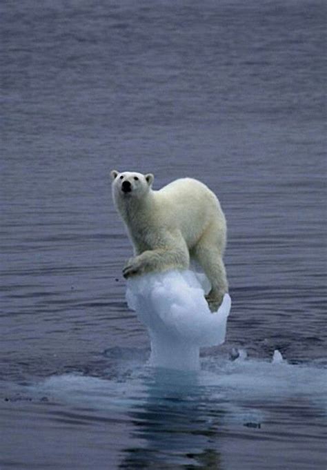 Polar Bears May Drown From Loss Of Ice Caps And Glaciers To Hunt On