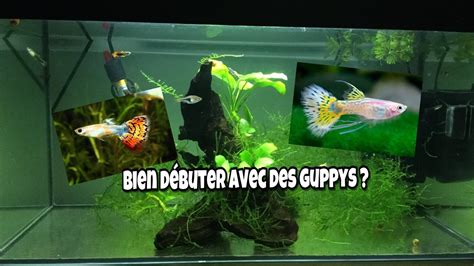 Bien débuter avec des guppys dans un Aquarium YouTube