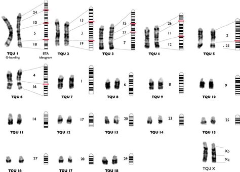 Chromosome Banding Pattern