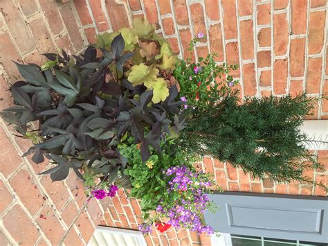 We Love Container Gardens