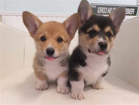 The tails of prairie peak corgi puppies will remain in tact unless other arrangements are made. Corgi Puppies For Adoption In Michigan | PETSIDI