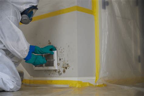 Where To Get Professional Mold Removal Services In Baltimore Md