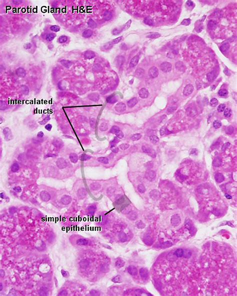 Fileparotid Gland Histology 03 Embryology