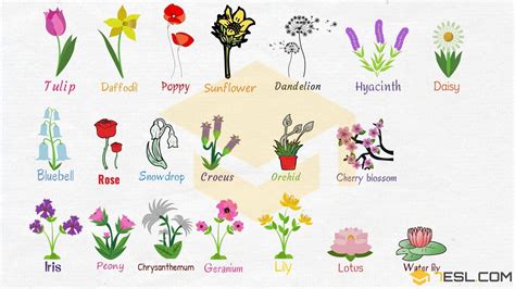Danh Sách Các Loài Hoalist Of Flowers Việt Coder