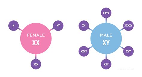 Visual Representation Of Chromosomal Varieties In Males And Females