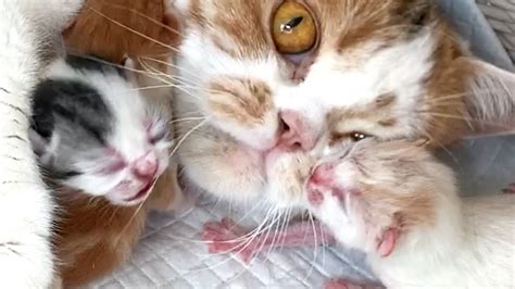 Newborn Kitten Kisses His Mom Cat Youtube