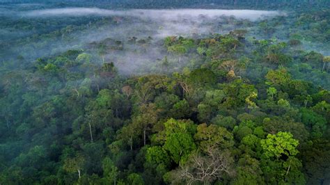 What Are The Largest Rainforests In The World Live Science