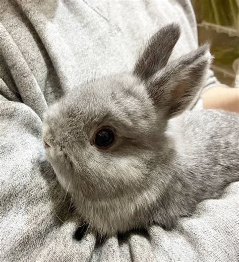 How To Raise The Worlds Smallest Pet Rabbit Gloria Love Pets Pet