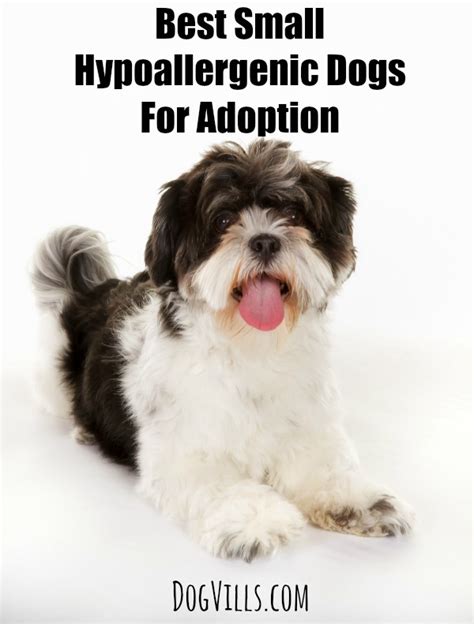 Best Small Hypoallergenic Dogs For Adoption Dog Vills