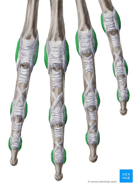 Proximal Interphalangeal Joints Of The Hand Anatomy Kenhub