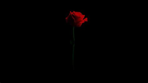 83 Red Rose Black Background