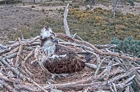 Viewers Gripped As Poole Harbour Osprey Returns To Webcam Nest Swanage News
