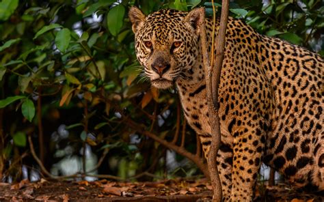 Download Wallpapers Jaguar Evening Sunset Wild Cat Wild Animals