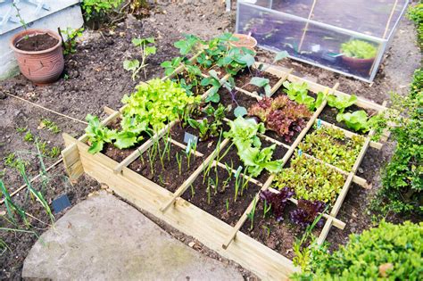 5 Easy Vegetable Garden Ideas For Beginners Ebay