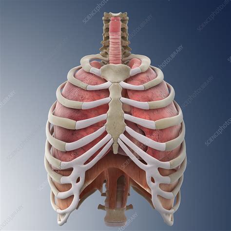 The chest anatomy includes the pectoralis major, pectoralis minor and the serratus anterior. Chest anatomy, artwork - Stock Image - C013/1513 - Science Photo Library