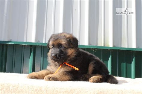 Visit us now to find the right german shepherd for you. Vombuflod Orange: German Shepherd puppy for sale near Dayton / Springfield, Ohio. | 8d775949-ccb1