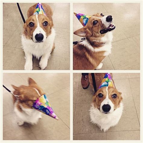 18 Adorable Dogs Wearing Hats