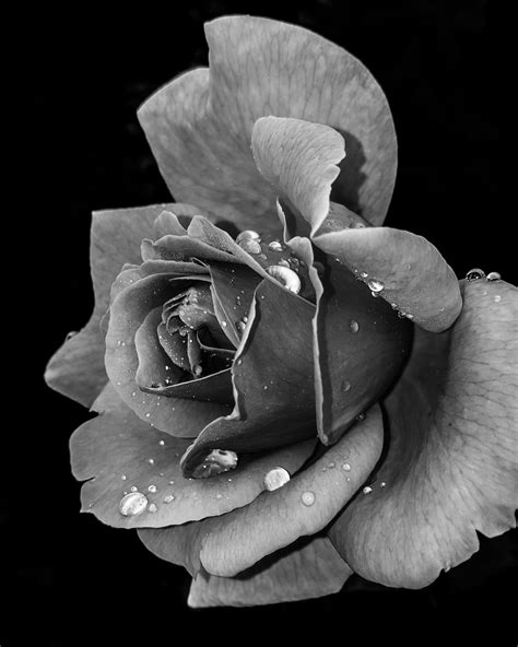 500 Black And White Flower Pictures Hd Download Free Images On