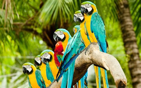 Animal Colorful Birds Hd Desktop Wallpaper Desktop Hd Wallpaper Download Free Image Picture