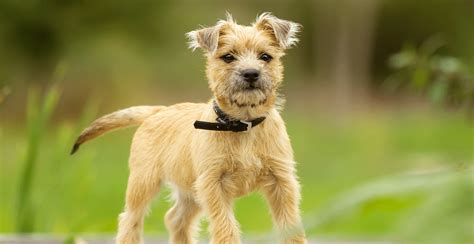 Cairn Terrier Breed Guide Lifespan Size And Characteristics