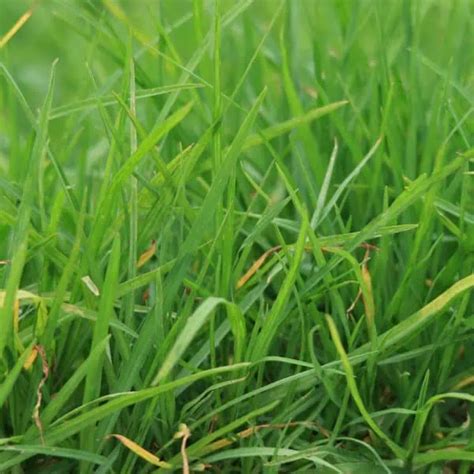 Fescue And Varieties Turf Identification Lawn Addicts