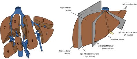 Liver Segments Surgical Anatomy Liver Anatomy Ultrasound Sonography