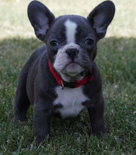 The best french bulldog puppies in the world since 2001. French Bulldog Puppies For Sale | San Antonio, TX #151341