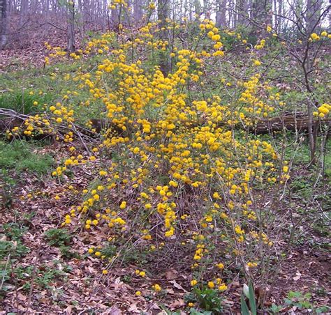 Kerria Japonica Pleniflora Double Japanese Kerria Gardens In