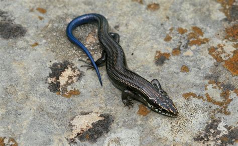 Great Plains Skink Plestiodon Obsoletus Reptiles And Amphibians Of Iowa