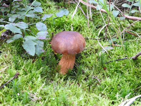 Mushroom Hunt Bay Bolete