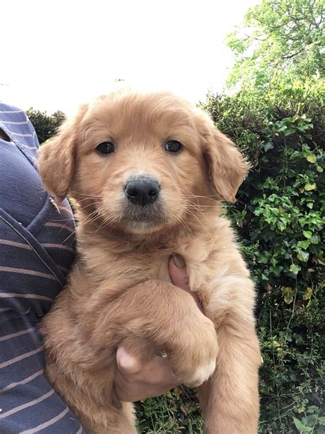 At uptown puppies, we do our best to build good relationships with our customers by helping them to meet great puppies. Golden Collie: History, Facts, Personality, Temperament ...