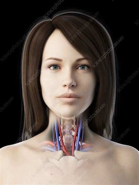 Throat Anatomy Illustration Stock Image F0271745 Science Photo Library